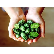 CZ Grain 20 Mouse Melon Plant Seeds, Exotic and Rare