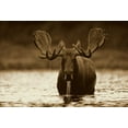 thumbnail image 2 of Fitzharris, Tim 14x11 Gold Ornate Wood Framed with Double Matting Museum Art Print Titled - Moose male raising its head while feeding on the bottom of a lake, North America, 2 of 4