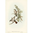 thumbnail image 2 of Gould, John 23x32 Gold Ornate Wood Framed with Double Matting Museum Art Print Titled - Little Cuckoo-Chrysococcyx minutillus, 2 of 4