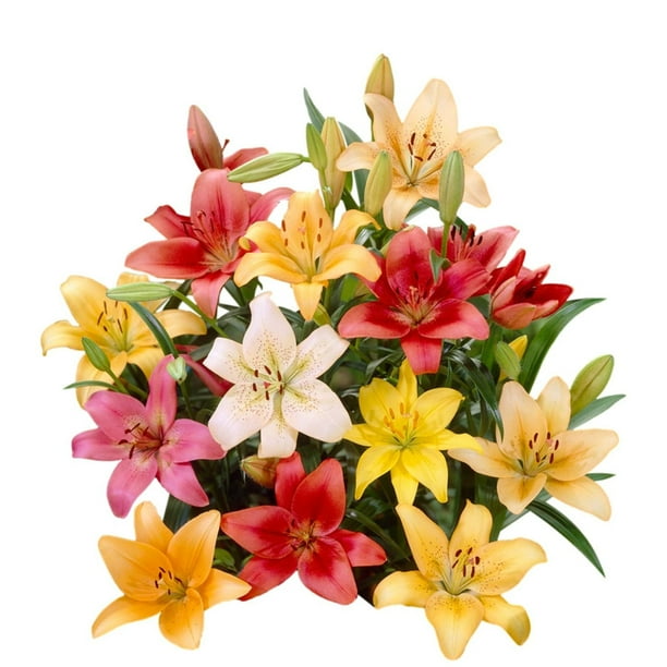 Lilium LA Hybrid & Asiatic Lily Mix (Multicolor) (12pack) Plant Bulbs