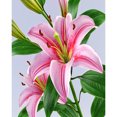 thumbnail image 1 of Wdftyju Flor especial 40x50cm pintura al óleo por números cuadro DIY pintura M420 Wdftyju 5ul5ph2yt4ch9kg7D05, 1 of 9