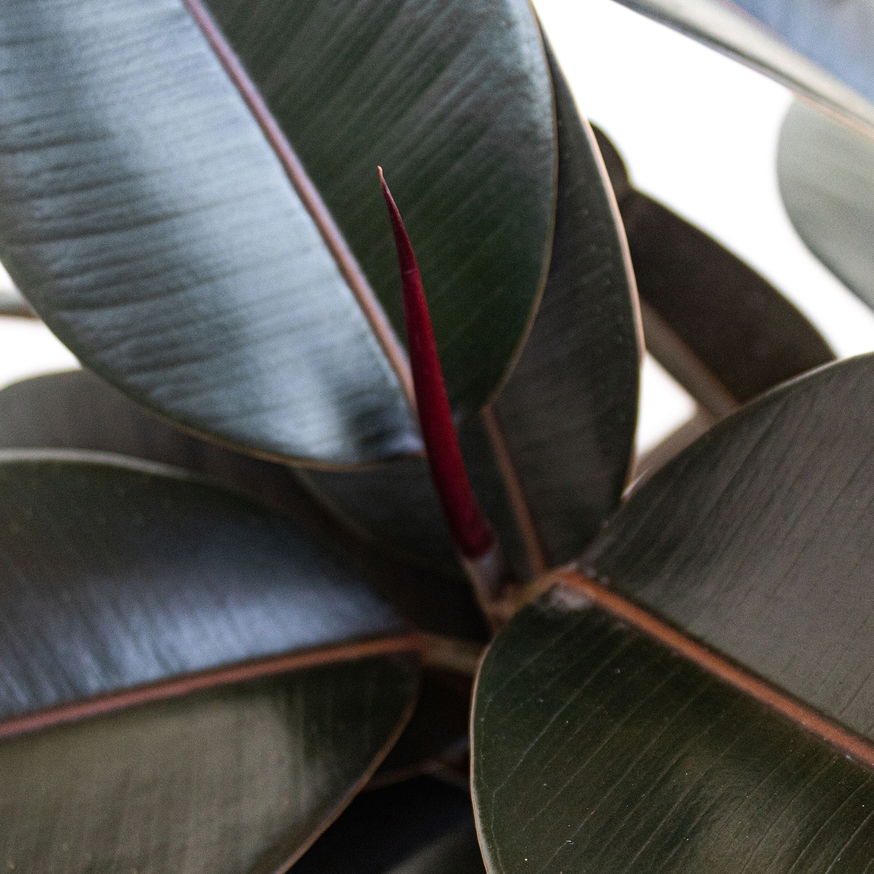 United Nursery Live Ficus Burgundy Plant 14-18 inches Tall in 6-inch Grower Pot