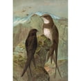 thumbnail image 2 of Johann Friedrich Naumann 14x18 Black Ornate Wood Framed Double Matted Museum Art Print Titled - Apus Apus, Apus Melba, 2 of 5