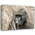 thumbnail image 1 of Dana Underdahl 32x26 Gallery Wrapped Canvas Wall Art Titled - Baboon Portrait IV, 1 of 4