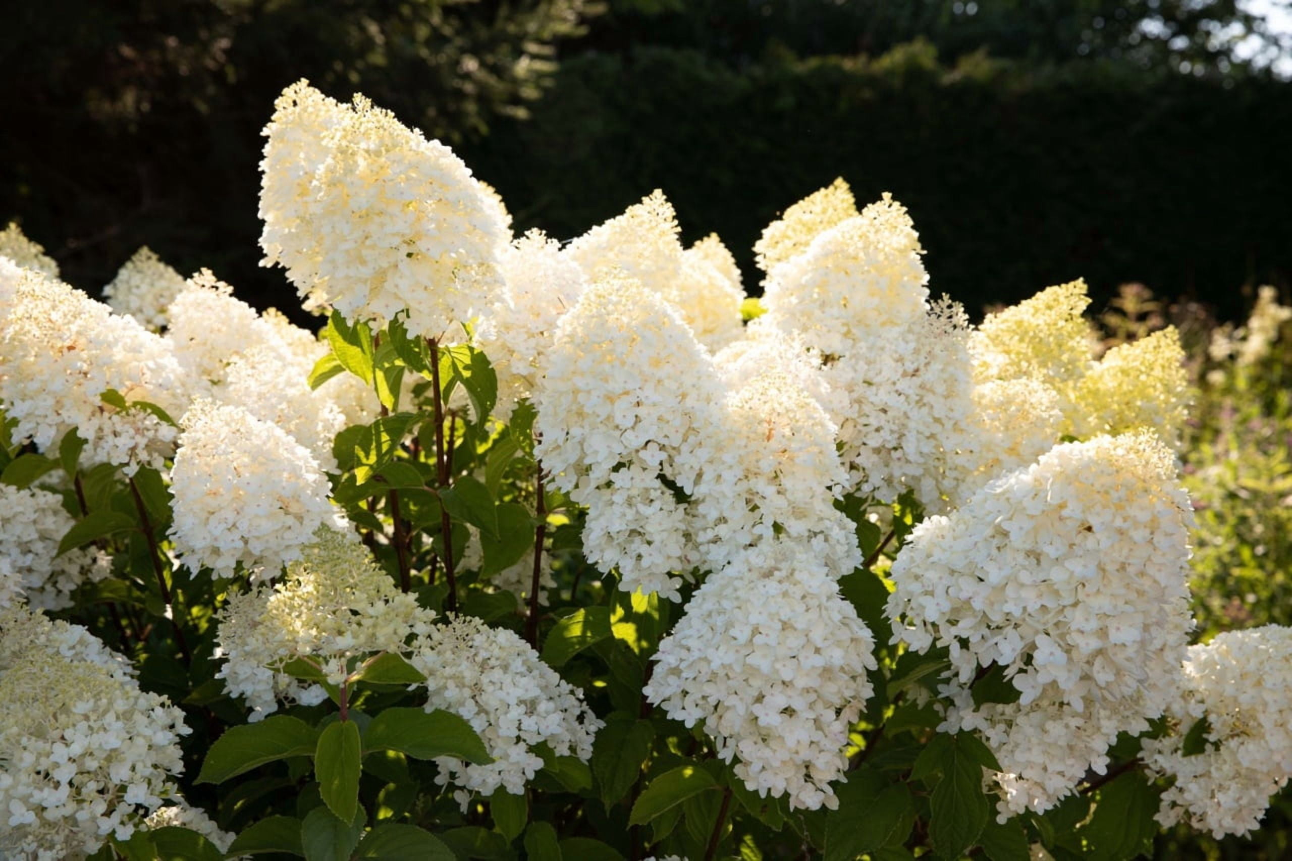 Better Homes & Gardens Hydrangea Sugar Rush 1.5 Gallon Live Shrub, Outdoor, Partial Sun