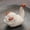 White_Hot#91825, variant on Deals Qaailabf Purple Sand Tea Pet Steps Green Clouds Little Flying