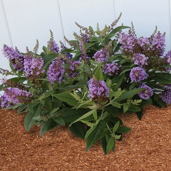 National Plant Network 3.25 in. Buddleia Butterfly Bush Dwarf Dapper Lavender Live Shrub with Full Sunlight (3-Pack)