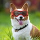 thumbnail image 5 of Adecuado para perros pequeños y medianos Gafas de sol UV, resistentes al viento, a la niebla, al polvo y a la nieve, para paseos al aire libre, 5 of 5