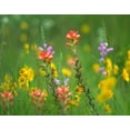 thumbnail image 2 of Fitzharris, Tim 14x12 White Modern Wood Framed Museum Art Print Titled - Indian Paintbrushes with Coreopsis and Hairy Beartoungue Penstemon, 2 of 4