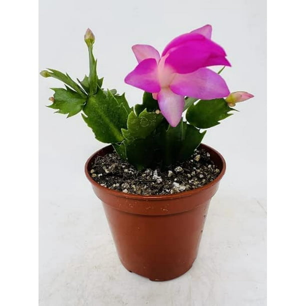 Lavender Christmas Cactus PlantZygocactus 4" Pot