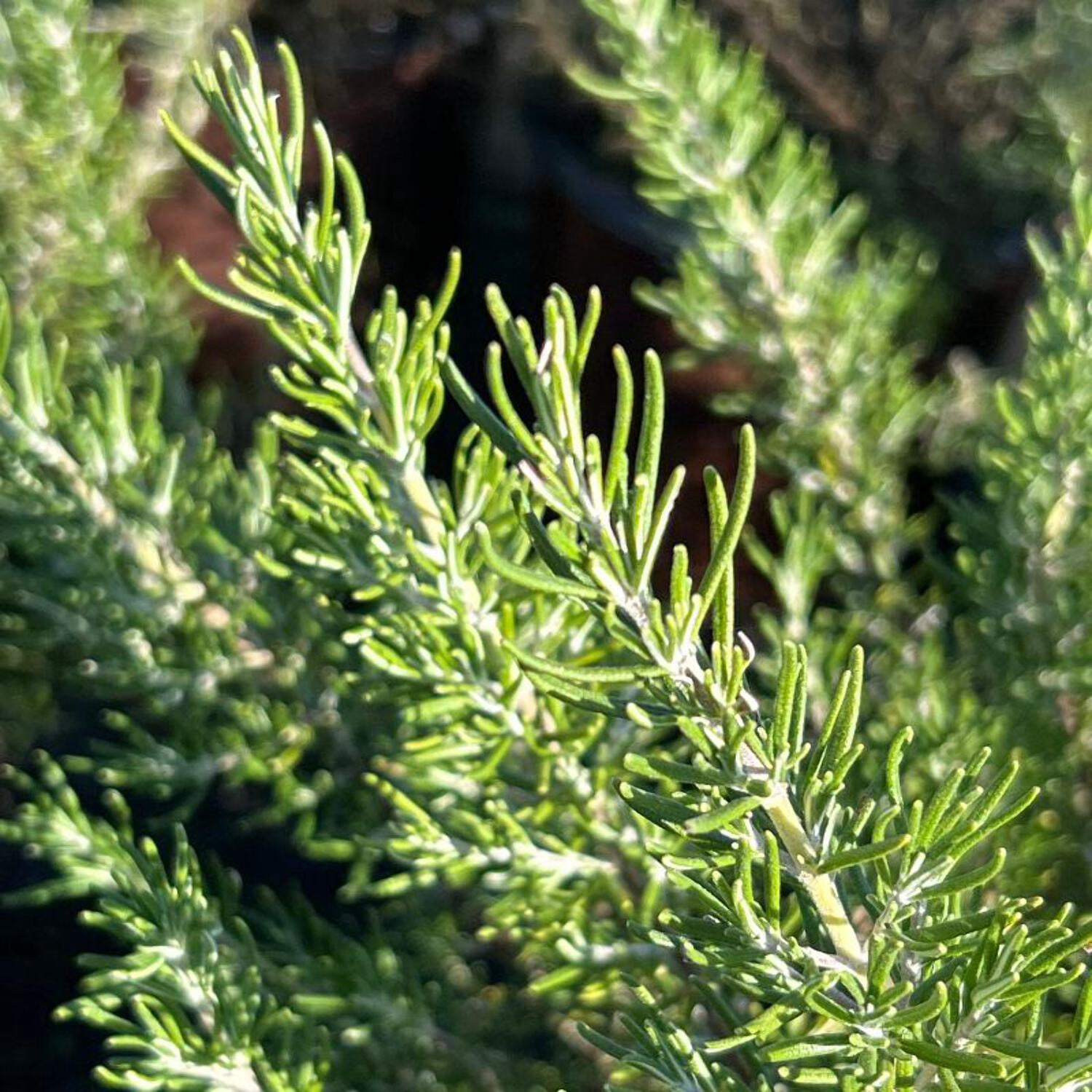 Chef’s Choice® Rosemary - Rosemarinus officinalis 'Roman Beauty' PP18192