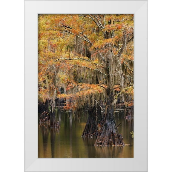 Jones, Adam 11x14 White Modern Wood Framed Museum Art Print Titled - Bald Cypress tree draped in Spanish moss with fall colors Caddo Lake State Park-Uncertain-Texas