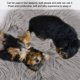 thumbnail image 4 of Anti-slip Pet Carpet Pet Mat Comfortable for Plain Decor Cats ANGGREK Otros, 4 of 8