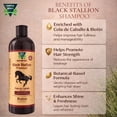thumbnail image 3 of Green Royalty Black Stallion Premium Shampoo with Horsetail (Cola de Caballo) & Biotin – Volumizing Hair Cleanser – 33.8 fl oz (1L), 3 of 6