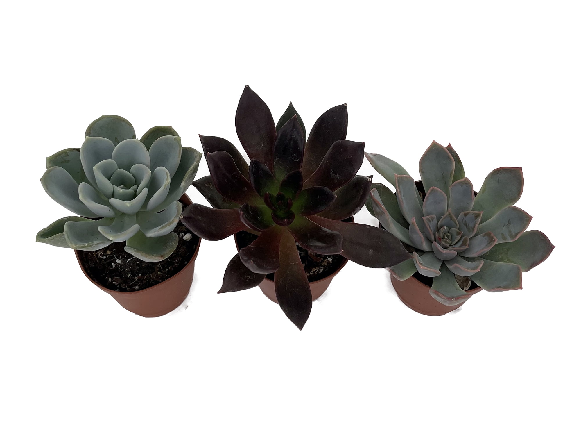 Live Mini Dwarf Jade Plant - Crassula ovata minor - Easy to Grow Indoor  Houseplant - 2.5"" Pot" - Walmart.com
