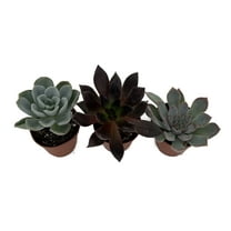 3 Different Desert Rose Succulent Plants - Echeveria  - 2" Pots
