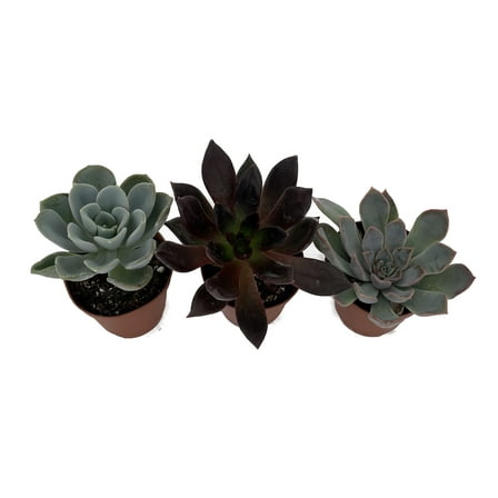 3 Different Desert Rose Succulent Plants - Echeveria  - 2" Pots