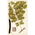thumbnail image 3 of Vision Studio 10x14 Black Modern Framed Museum Art Print Titled - Leaf Varieties I, 3 of 5