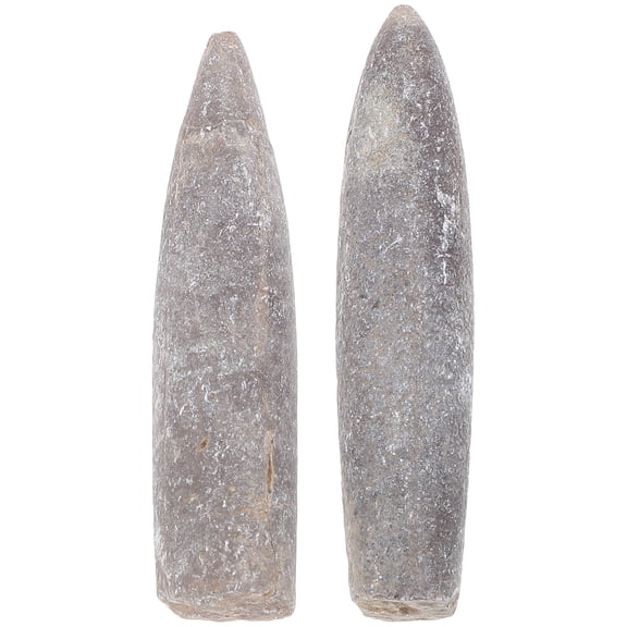 2pcs Genuine Belemnite Specimens for Educational Use in Geology and Paleontology Study Collections