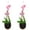 Natural, variant on Pack of 2 Orchid Planter Thai Bamboo Woven 4 Inch Hanging Orchid Basket Nest Style Plant Hangers for Trellis or Gazebo Indoor Outdoor Flower Planter
