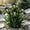 A, variant on Superior Iris For Cultivating-Perennial Adornment-Great for Flower Borders-Courtyard Ornament(Non-Artificial)