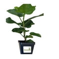 thumbnail image 2 of Hibiscus Cajun Color Live Plant  Tropical Flowering Shrub  Imperial Dragon 4 Inch Pot Hibiscus Hybrid for Garden or Patio  Exotic Imperial Dragon Flowers, Perennial Hibiscus 4 Inch Pot, 2 of 7