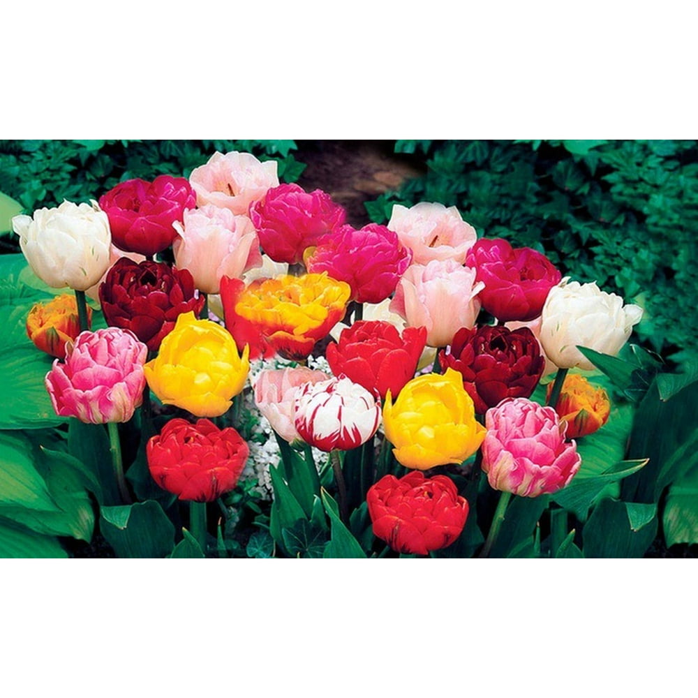 Double Late Tulip Bulbs 10 Count