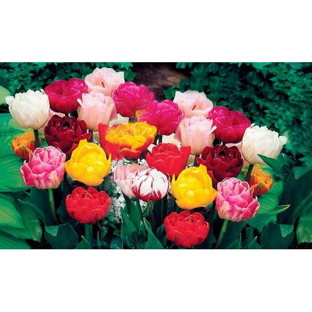 Double Late Tulip Bulbs 10 Count