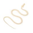 thumbnail image 3 of Real Snake Bone Specimen Authentic Reptile Skeleton for Decor Educational Art Piece 12.5 Inches Beige, 3 of 9