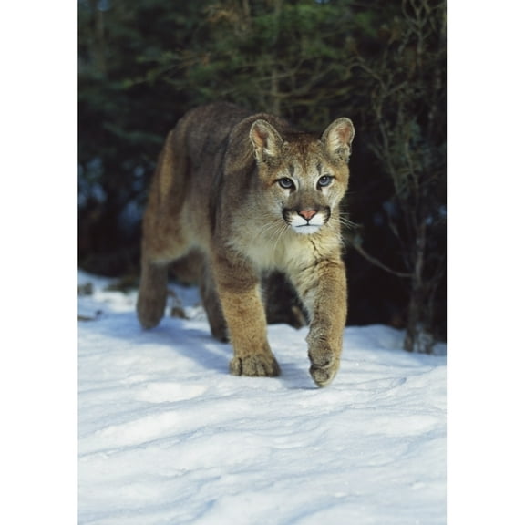 Posterazzi DPI1870025LARGE Mountain Lion Felis Concolor - Idaho USA Poster Print, 26 x 36