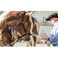 thumbnail image 2 of UltraCruz Equine Foaming Horse Shampoo, 32 oz Refill, 2 of 4