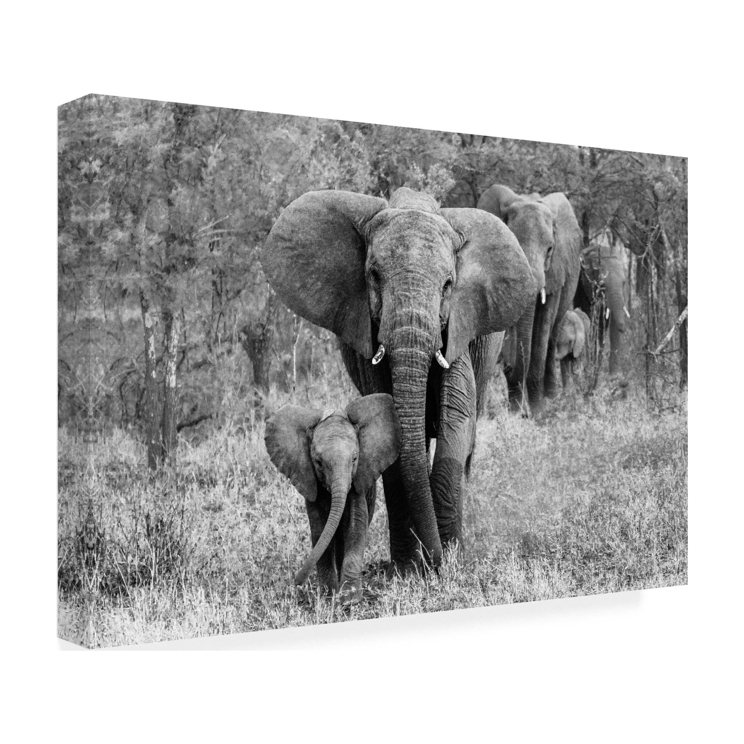 Bertram Schemel 'Elefamily' Canvas Art