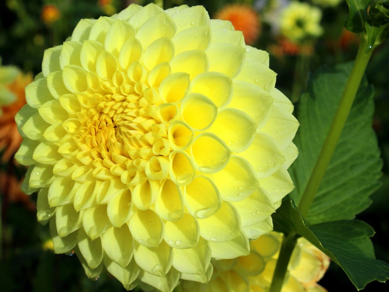 40 Seeds Yellow A-Peeling Dahlia Seeds Pollinator Friendly Heirloom Flower Seeds Mix Seeds D001