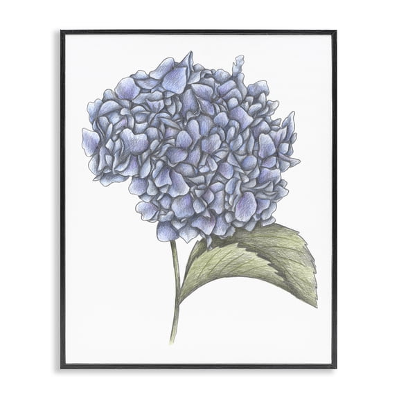 Hydrangea Sketch Blossom Black Framed Giclee Art, design by Cecilia Battaini