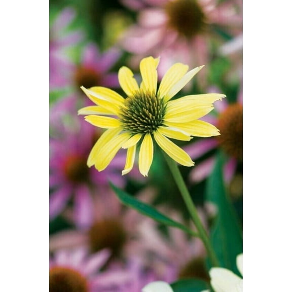 50 Sunrise Coneflower Seeds Echinacea Flower Perennial Flowers Seed 1393 USA
