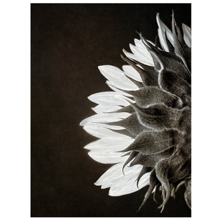 Sunflower Print Masterpiece Art Gallery Sunflower Profile by Ilona Wellmann Canvas Photo Graphic Art Print 18