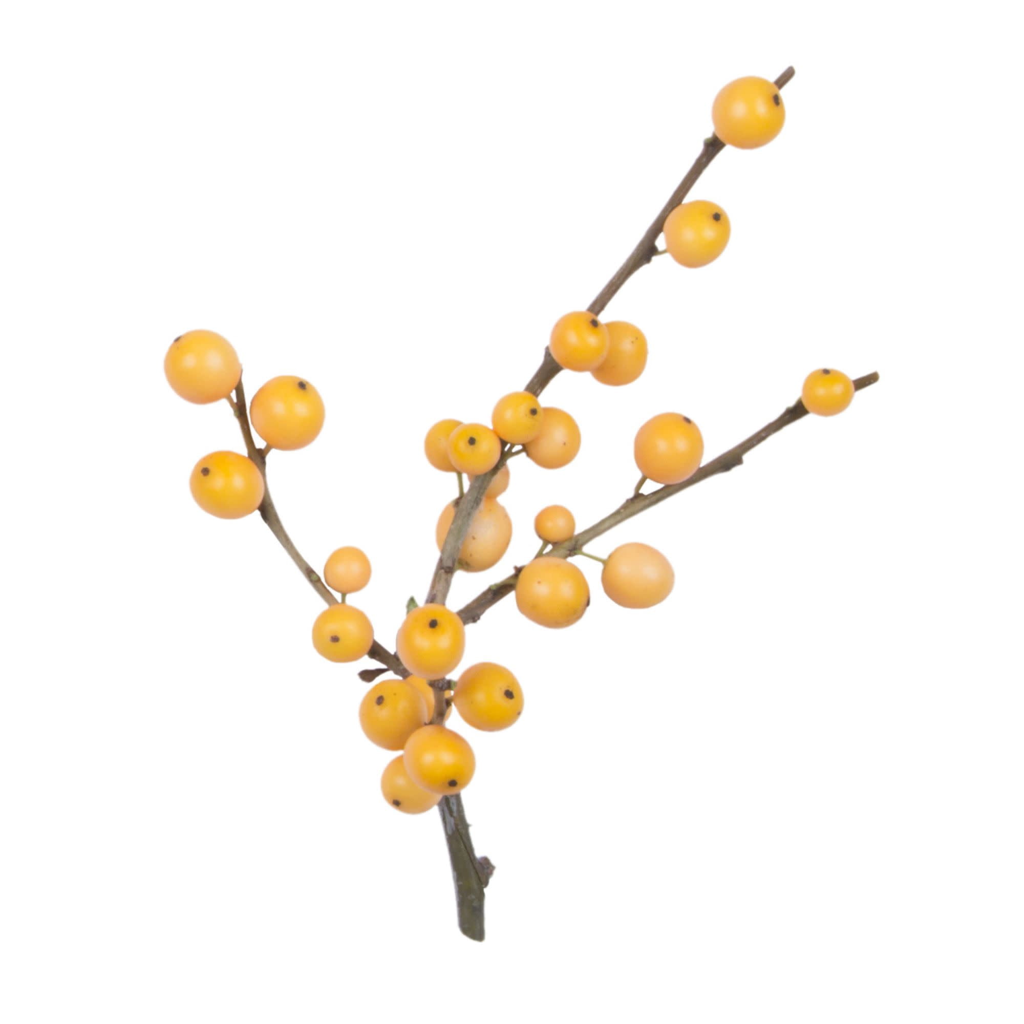 Proven Winners ColorChoice 5" Berry Heavy Gold Winterberry holly Live Plant in 4.5" Pot (4 Count)