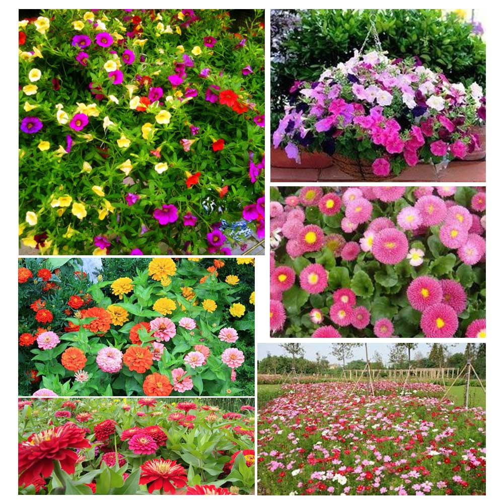 Get Sonew 1pack Garden Petunia Petals Flower Potted Bonsai Seeds For Desktop Wallpaper Wallpaper Sonew 1pack Garden Petunia Petals Flower Potted Bonsai Seeds For For iPhone