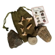 DINOSAURS ROCK Fossil Gift Collection - Genuine Dinosaur Bone, Spinosaurus Dinosaur Tooth, Ammonite, Trilobite, Shark Teeth with Bonus ID Chart - Gift Boxed