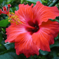 thumbnail image 3 of 7 Red Hibiscus Cuttings, Hardy Hibiscus Live Plant for Outdoor Planting, Perennial Flower Plant, 3 of 5