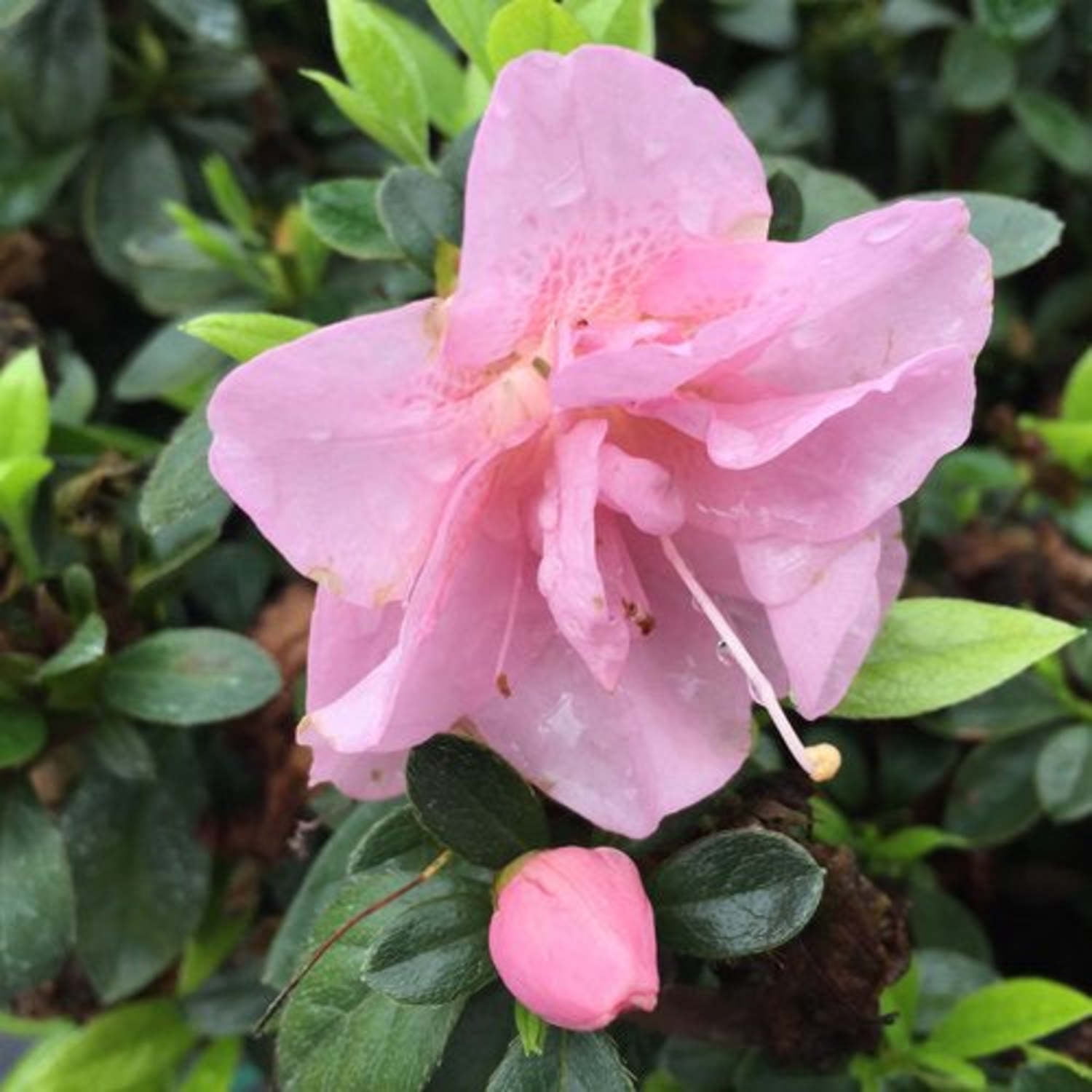 Proven Winners ColorChoice 5" Perfecto Mundo Double Pink Reblooming Azalea Live Plant in 4.5" Pot (4 Count)