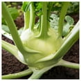 thumbnail image 2 of Everwilde Farms - 1 oz White Vienna Kohlrabi Seeds - Gold Vault Bulk Seed Packet, 2 of 3