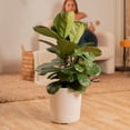 thumbnail image 5 of Costa Farms 36" Ficus Lyrata Bush Live House Plant in 8.75" Decor Pot, 5 of 10