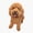 1pcs, variant on Goldendoodle Dog Cute Dog Lover Everyday Decor Art Simple Style Vinyl Sticker