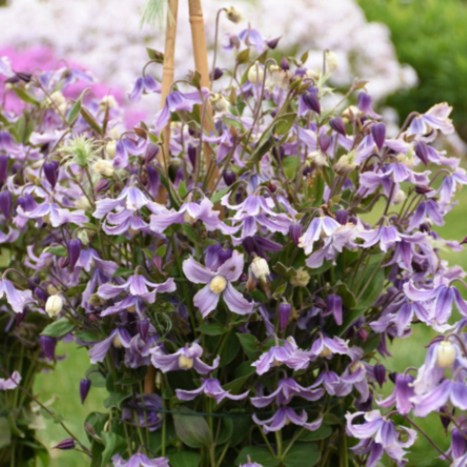 Proven Winners 6" Purple 'Stand by Me Lavender' Bush Clematis Live Plant in 6.5" Pot