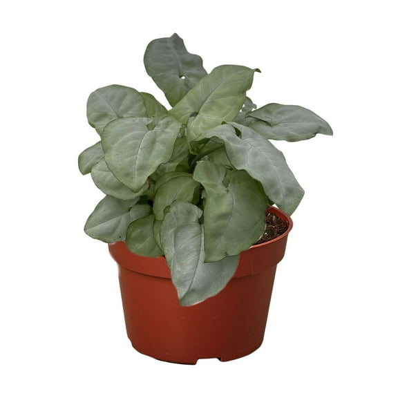 Syngonium Moonshine Live Plant for Indoor | Different Houseplants in 4'' & 6'' Pot | Real House Plant for Living Room, Office, Desk & Bathroom