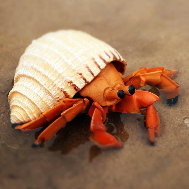 Neinkie Live Pet Hermit Crabs Large Hermit Crab Shells Encourages Growth And Well Being Of Your Pets Beautify Terrarium And Aquariums Use In Craft