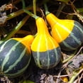 thumbnail image 3 of TomorrowSeeds - Bicolor Pear Ornamental Gourd Seeds - 60+ Count - For 2026 Planting Yellow Green, 3 of 9