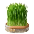 thumbnail image 3 of Ohmyroo Hydroponic Grass Planter Soilless Cultivation Pot For Home Gardening, 3 of 3