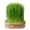 Khaki, variant on Partheme Hydroponic Grass Planter Soilless Cultivation Pot, Indoor Growing Container for Cat Grass Wheatgrass, Plastic Tray for Sprouts, Khaki
